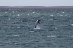Cephalorhynchus commersonii