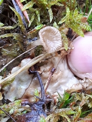 Arrhenia peltigerina