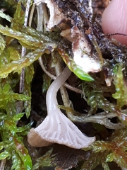 Arrhenia peltigerina