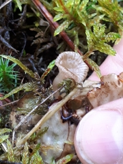 Arrhenia peltigerina