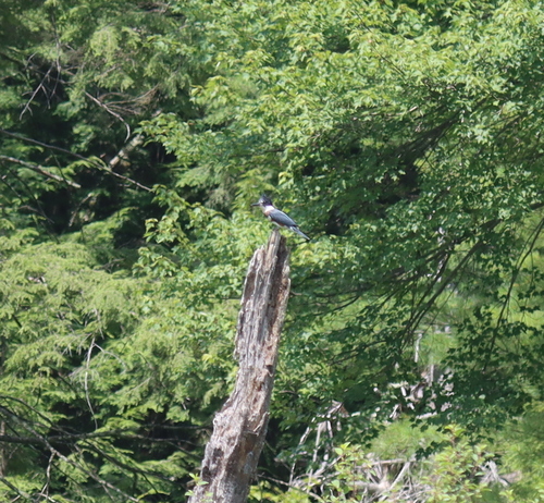 Belted Kingfisher photographed in New Hampshire