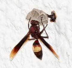 Polistes sagittarius