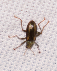 Stenelmis