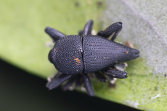 Trigonopterus