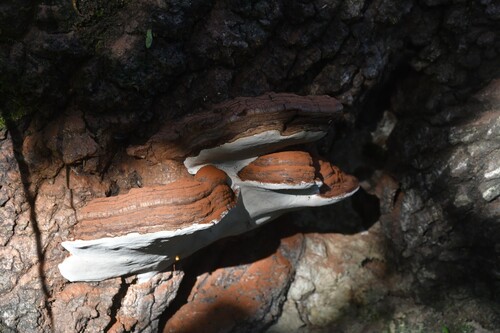 Ganoderma applanatum