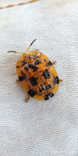 Laccoptera sulcata