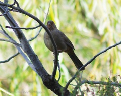 Melozone crissalis