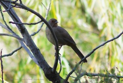 Melozone crissalis
