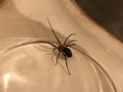 Steatoda grossa