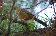 Melozone crissalis