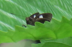 Notocrypta