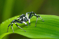 Phintelloides jesudasi