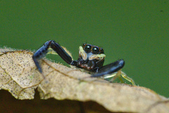 Indopadilla insularis