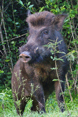 Sus scrofa cristatus