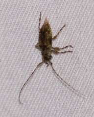 Sternidius punctatus