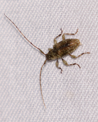 Sternidius punctatus