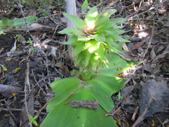 Eucomis regia