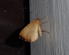 Sestra humeraria