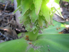 Eucomis regia