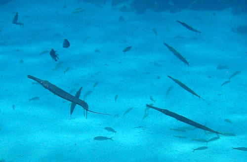 Blue-spotted Cornetfish — seen at this dive site