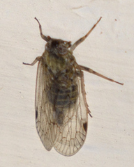 Melanoliarus aridus