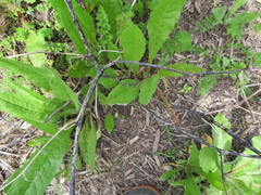 Haloragis erecta erecta