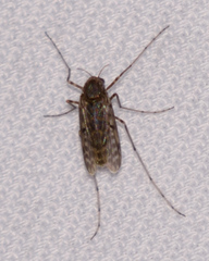 Tanypodinae