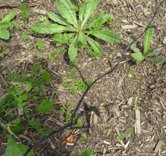 Haloragis erecta erecta