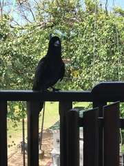 Corvus macrorhynchos