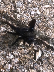 Xylocopa