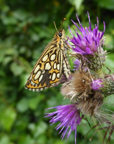 Large Chequered Skipper, Ospel, Netherlands, photo 9 of 10