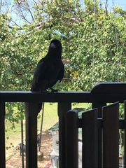 Corvus macrorhynchos