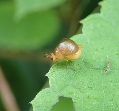 Celyphus difficilis