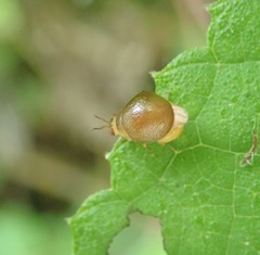 Celyphus difficilis