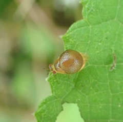 Celyphus difficilis