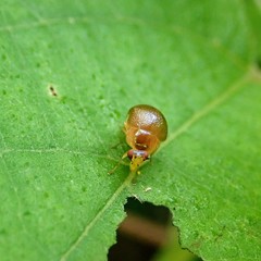 Celyphus difficilis