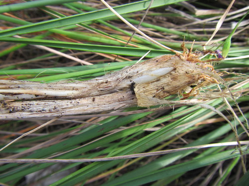 Image of Festuca scabra by (c) douglaseustonbrown, some rights reserved (CC BY-SA)