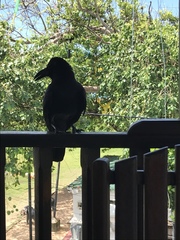 Corvus macrorhynchos
