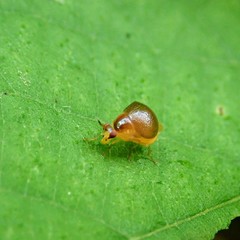 Celyphus difficilis