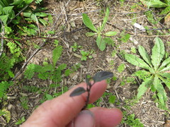 Haloragis erecta erecta