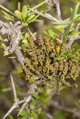 Korthalsella clavata