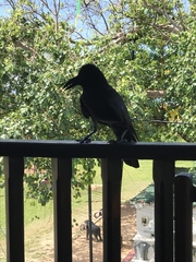 Corvus macrorhynchos