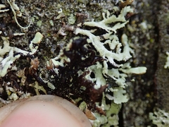 Hypogymnia subphysodes