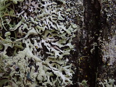 Hypogymnia subphysodes