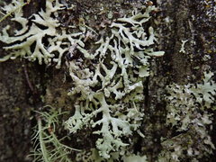 Hypogymnia subphysodes