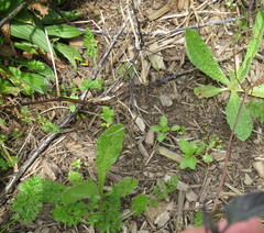 Haloragis erecta erecta