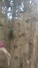 Pachyrhamma acanthocerum