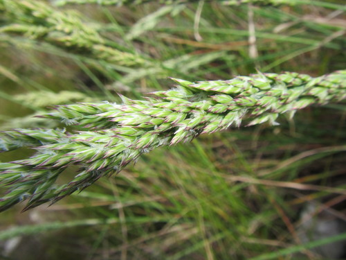 Image of Festuca scabra by (c) douglaseustonbrown, some rights reserved (CC BY-SA)