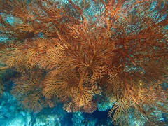 Melithaea