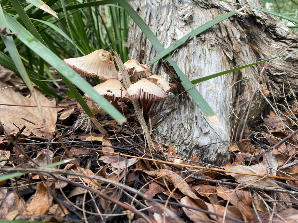 Mycena clarkeana · July 2025 · photo: © emmacutting (iNaturalist, cc-by)